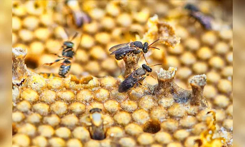 IDR-PR promove discussão sobre produção de mel durante a Expo Londrina