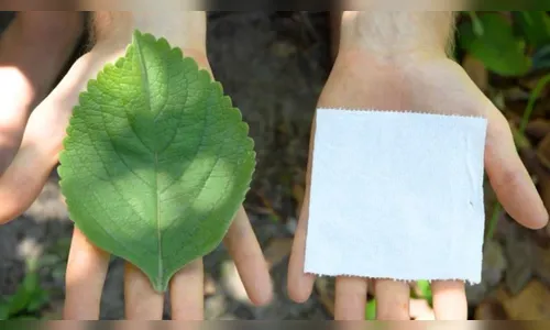 Folha de boldo se torna alternativa ao papel higiênico na África e EUA
