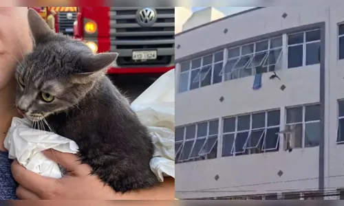 Gato sobrevive após pular do 3º andar de prédio que pegou fogo no PR