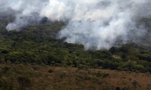 Ibama cria plataforma para acompanhar recuperação ambiental