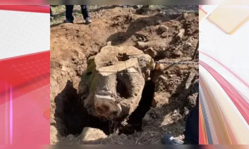 Homem morre após ser esmagado por toco de árvore de 500 quilos