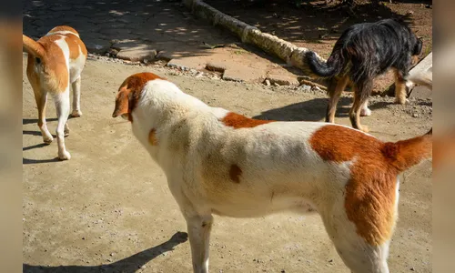 CastraPet atenderá mais de 30 mil cães e gatos em 165 cidades do PR
