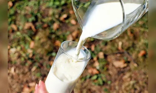 OMS alerta para risco de transmissão de gripe aviária por leite fresco