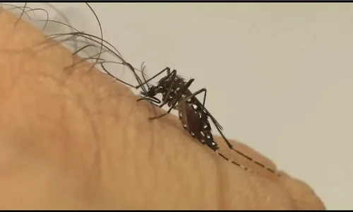 Quase 4 bilhões de pessoas correm risco de infecção pelo Aedes