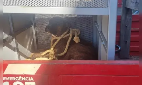 Adolescente é atacada por pitbull dentro da sala de aula