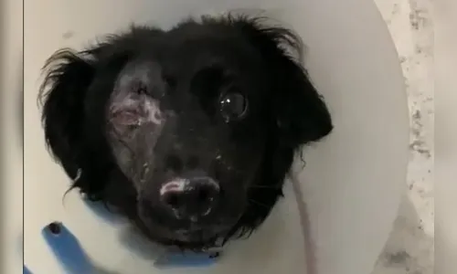 Mulher joga soda cáustica em vira-lata e cão fica cego de um olho
