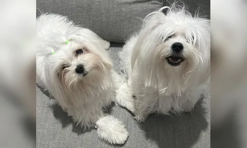 Cães morrem sufocados após serem esquecidos em carro de pet shop