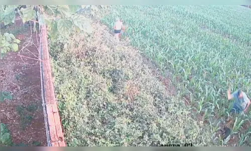 Homem abandona cadela com câncer e dá marteladas nela; veja vídeo