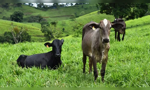 Criminosos furtam 16 cabeças de gado de sítio em Marilândia do Sul