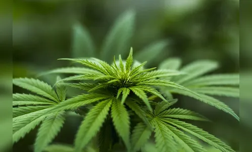 Bebê de 10 meses morre ao ingerir bala de maconha do pai