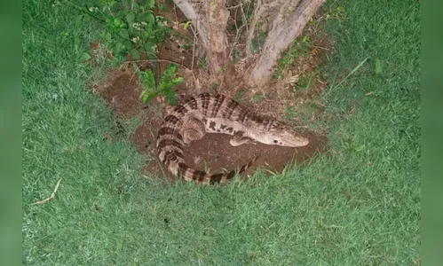 Enfeite de jardim é confundido com jacaré e mobiliza bombeiros