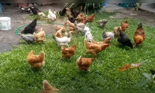 Dono de sítio denuncia furto de galinhas em Lidianópolis