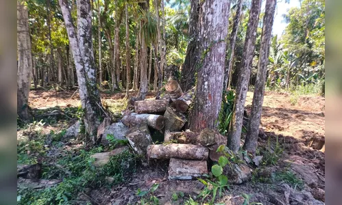 Multas por danos ambientais no PR chegam a R$ 40 mi no 1º trimestre