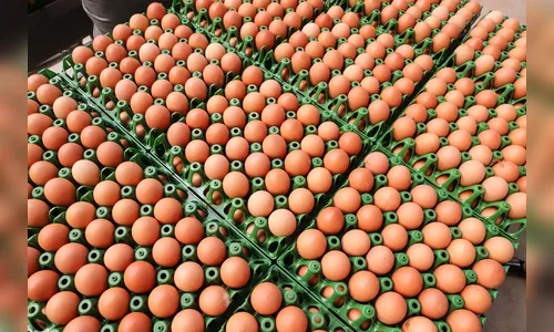 Produção de ovos do PR cresce 72% em uma década e segue em expansão