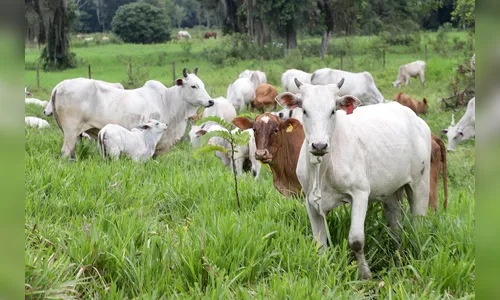 Prazo para atualização obrigatória de rebanhos começa em 1º de maio