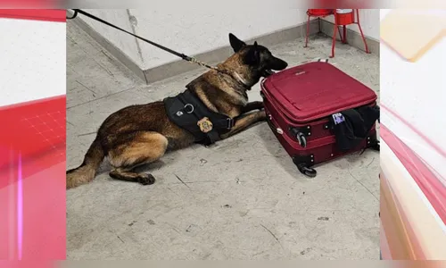 PF apreende mais de 4 kg de cocaína que embarcaria para Portugal