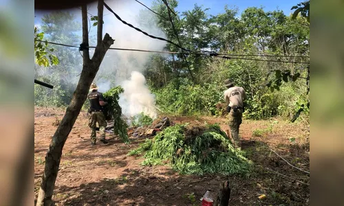 PF faz operação para erradicação de plantios de maconha