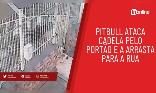 Pitbull ataca cadela pelo portão e a arrasta para a rua