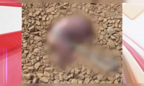 Feto é encontrado em sacola plástica que estava na boca de cachorro