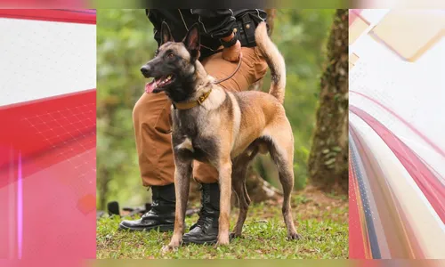 Polícia Militar com cães farejadores apoia revista no 30° BIMEc