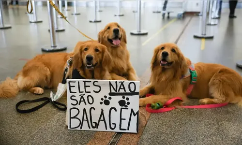 Após morte de Joca, tutores se manifestam no aeroporto de Brasília