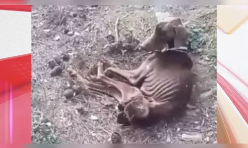 Dono de petshop é preso no Paraná: 