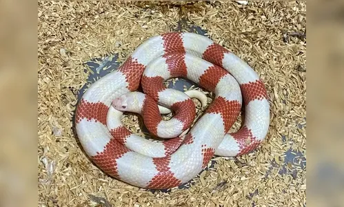 Polícia apreende 47 cobras com homem que vendia animais pela internet