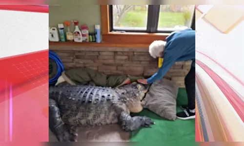 Idoso que criava jacaré de 350 kg há 30 anos tenta recuperar licença