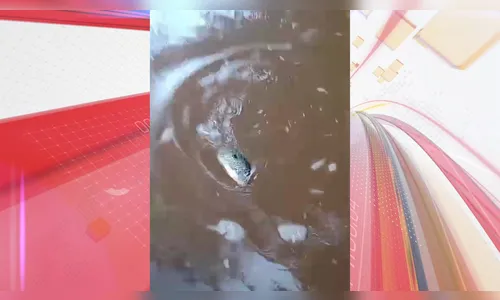 VÍDEO: Morte de peixes entre Novo Itacolomi e Rio Bom gera preocupação