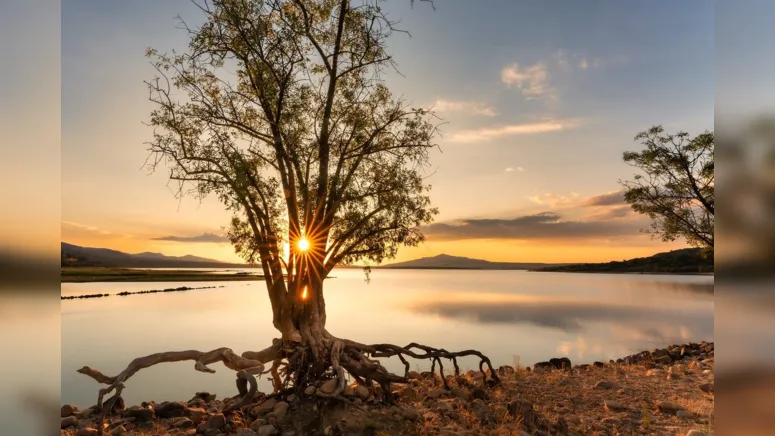 Imagem ilustrativa da notícia Receita de sucesso? Somos a terra, a árvore e o fruto