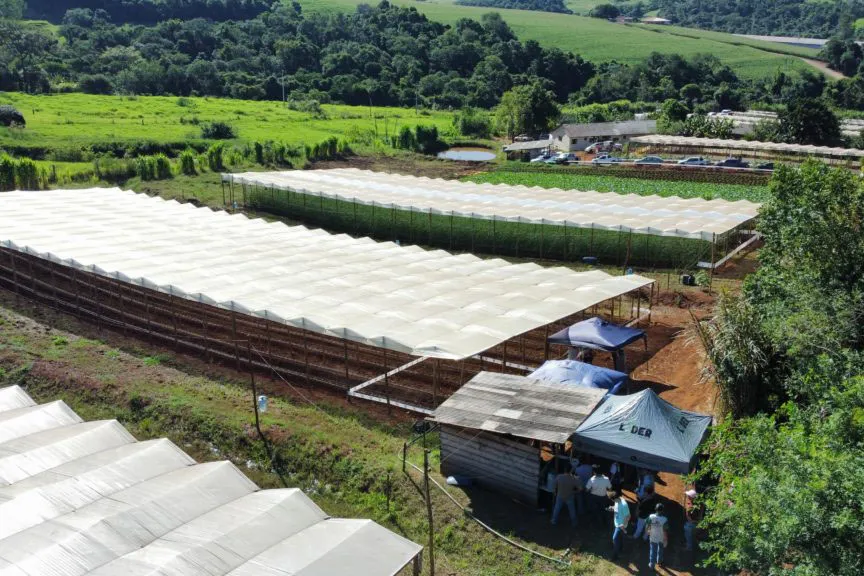 A boa produtividade e lucratividade do cultivo chamam a atenção