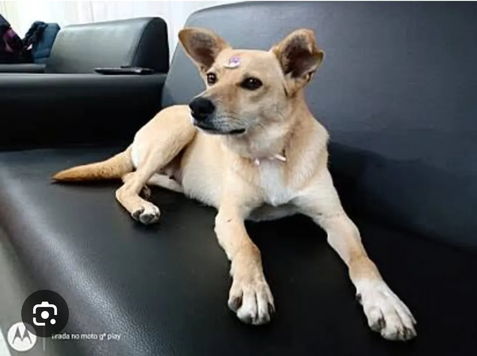 A cachorra atende pelo nome de "Feinha".