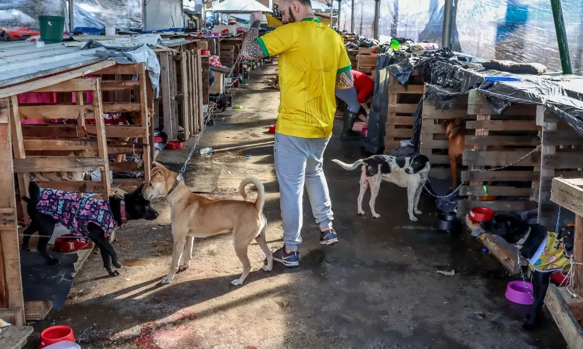 O salvamento de animais domésticos continua ocorrendo diariamente a partir do trabalho de voluntários
