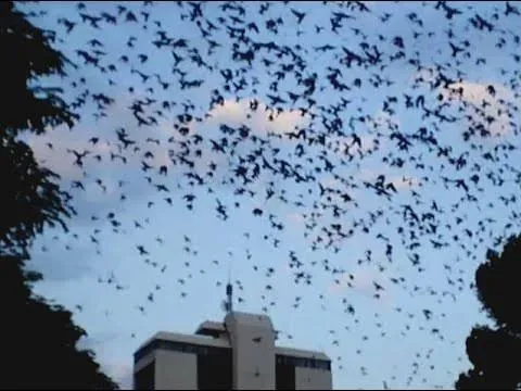 As andorinhas foram embora, mas o mau cheiro não