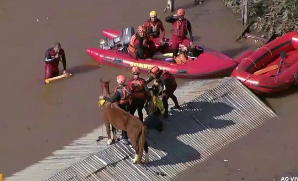 Bombeiros e Exército retiram cavalo de cima de casa