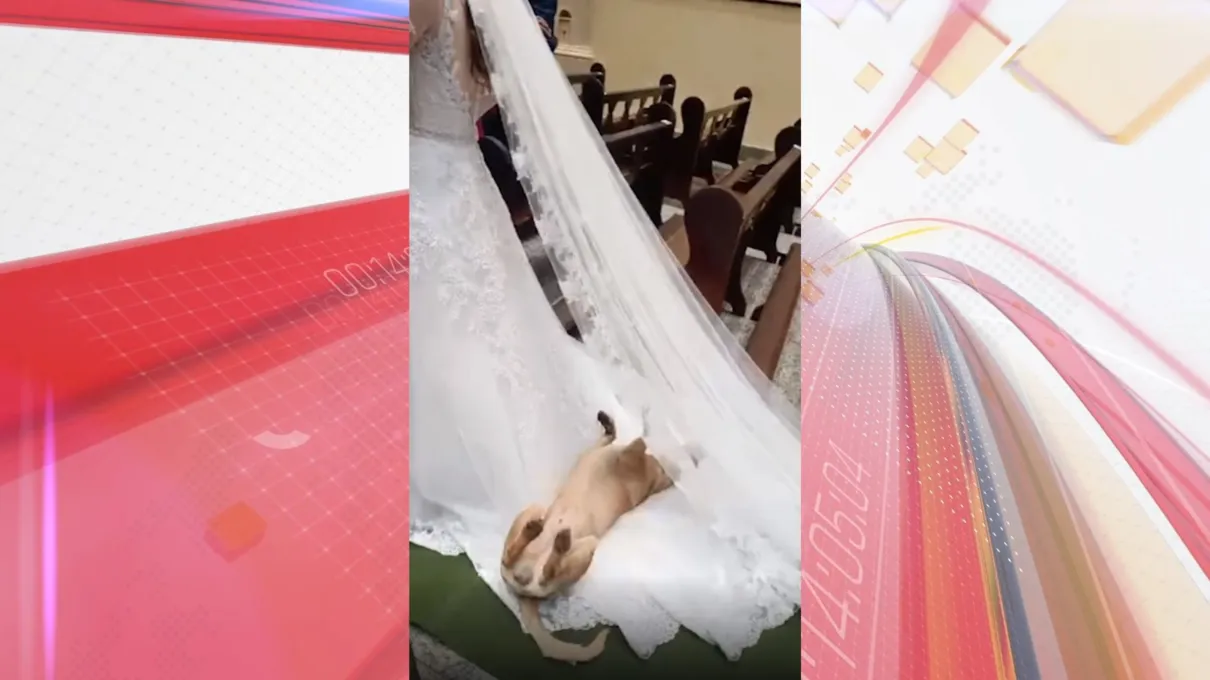 Cachorro chamou atenção durante casamento no Paraná