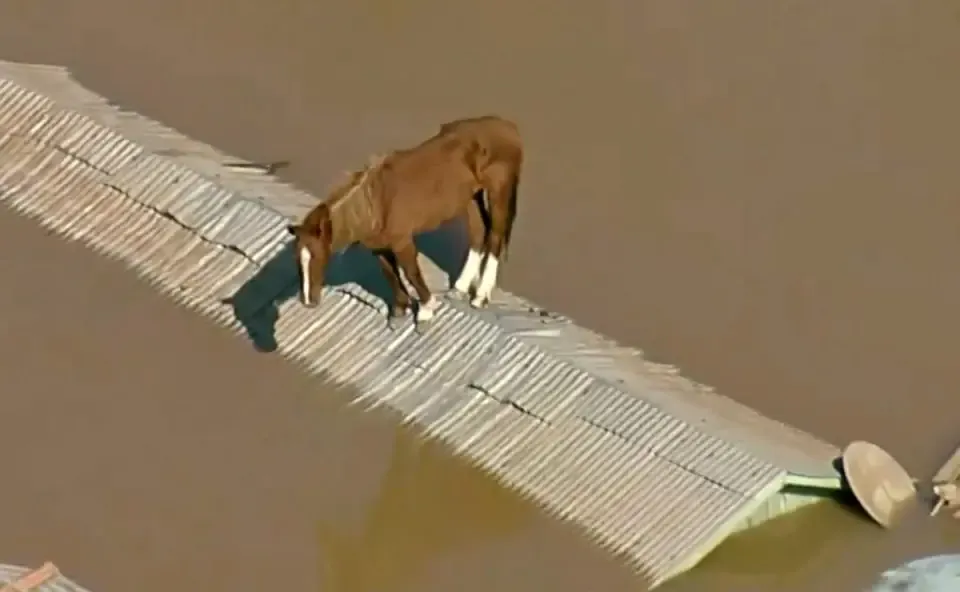 Cavalo está sobre telhado de residência em Canoas