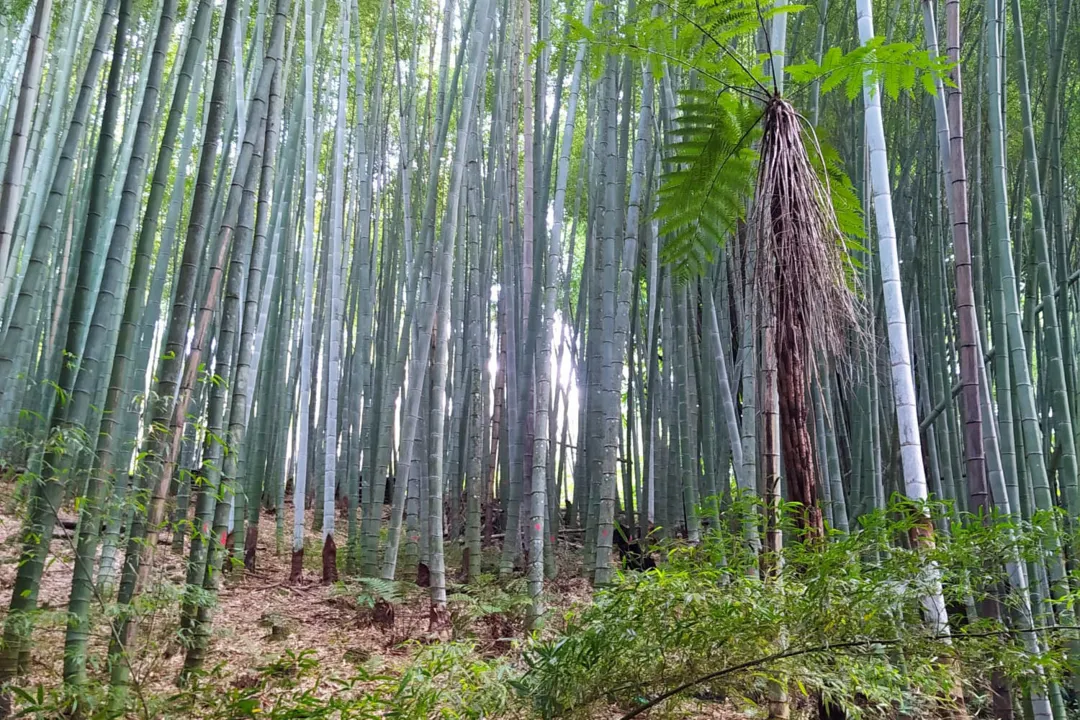 Estação do IDR-Paraná em Pinhais é vitrine do potencial e diversidade de uso do bambu