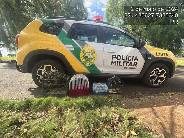 Foram encontrados quatro pássaros silvestres mantidos em gaiolas