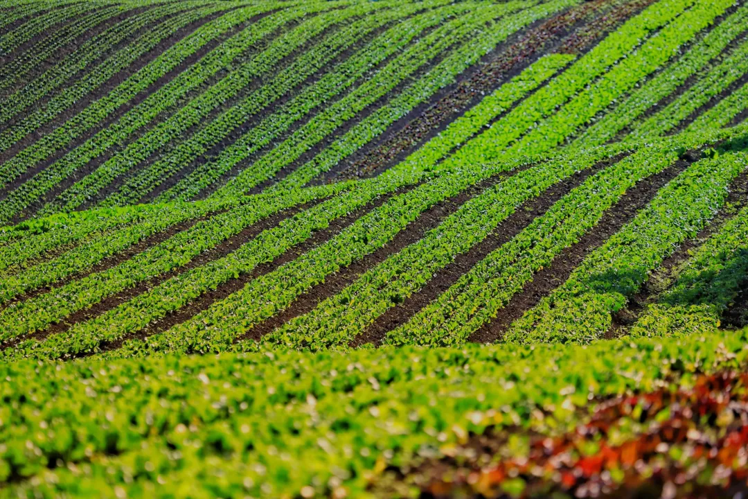 IDR Orgânico: Paraná lança aplicativo para auxiliar agricultores