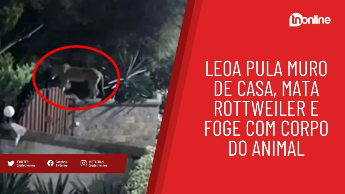 Leoa pula muro de casa, mata Rottweiler e foge com corpo do animal