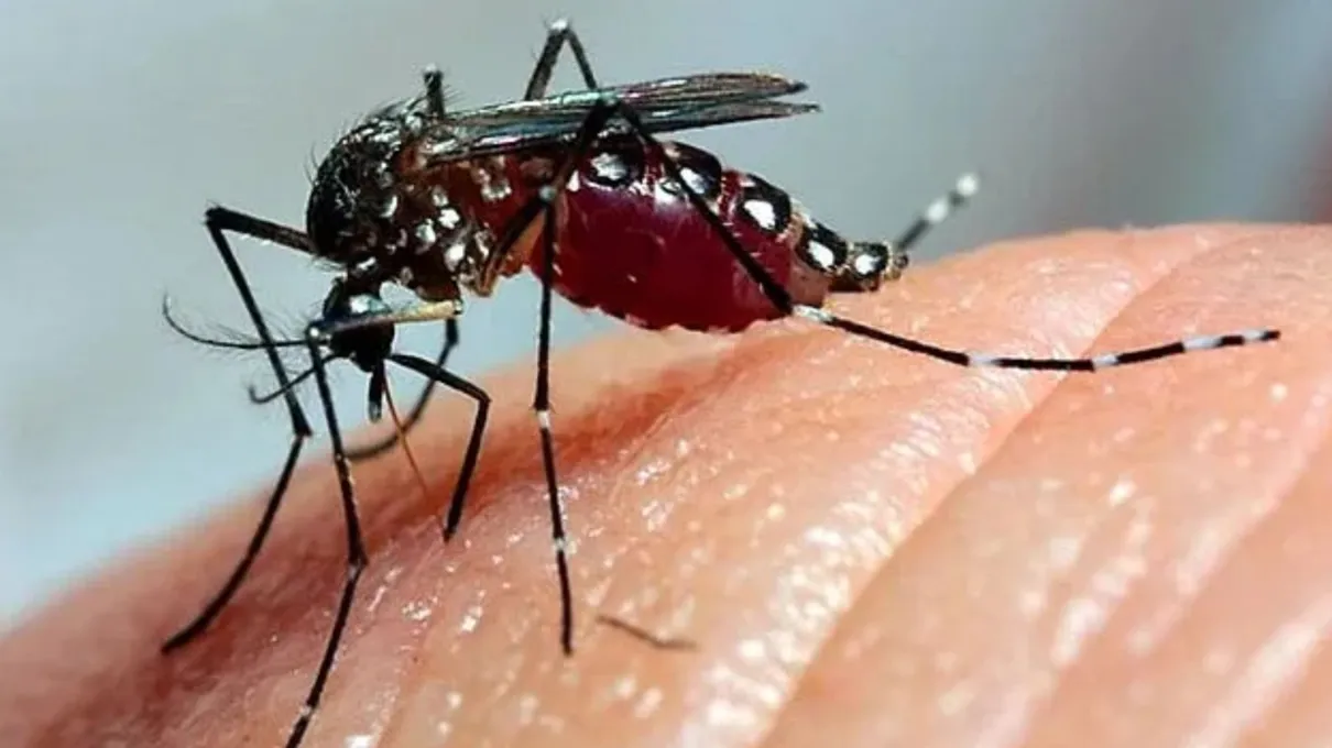 Mosquito Aedes Aegypt é o transmissor da dengue e outras doenças