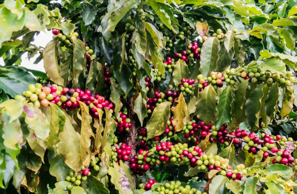 No Paraná há um esforço conjunto para o desenvolvimento da cafeicultura