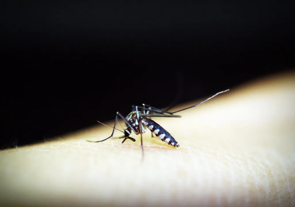 O Brasil bateu recorde de casos de dengue em 2024