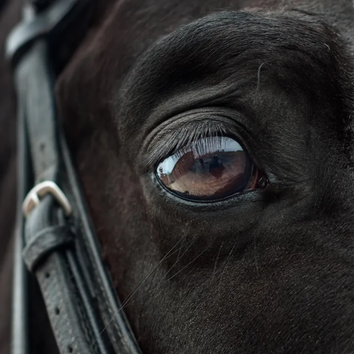 O cavalo foi abandonado na Rua José Verona