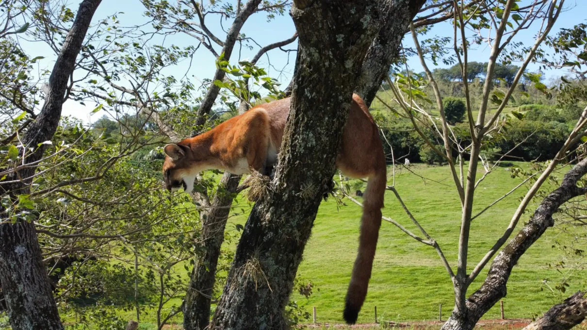 Onça é filmada em Apucarana após ser acuada por cães; veja