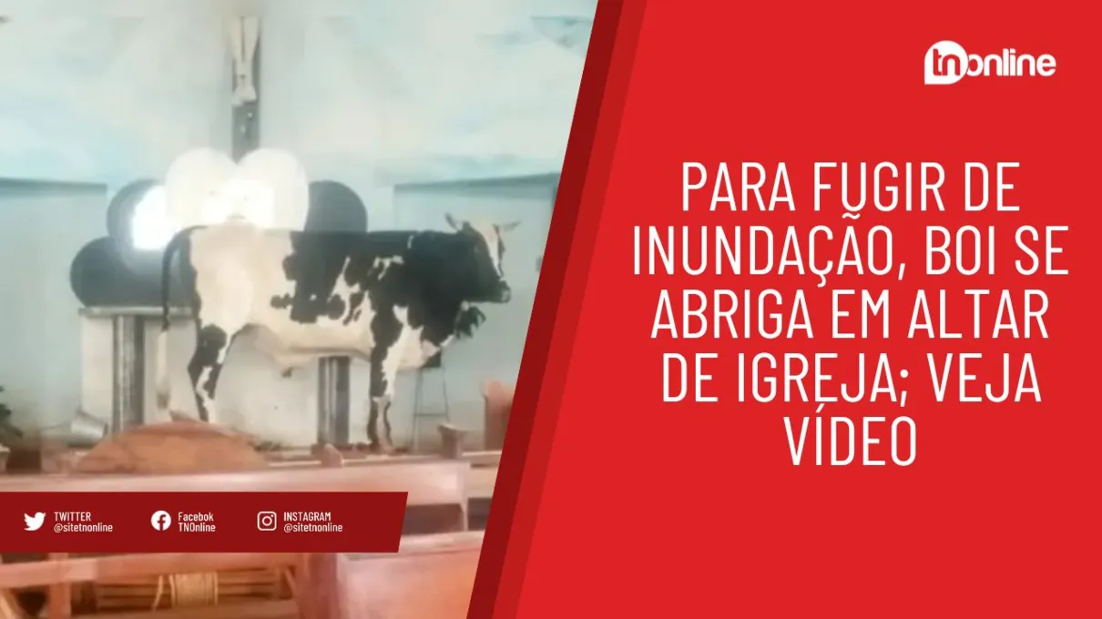 Para fugir de inundação, boi se abriga em altar de igreja; veja vídeo