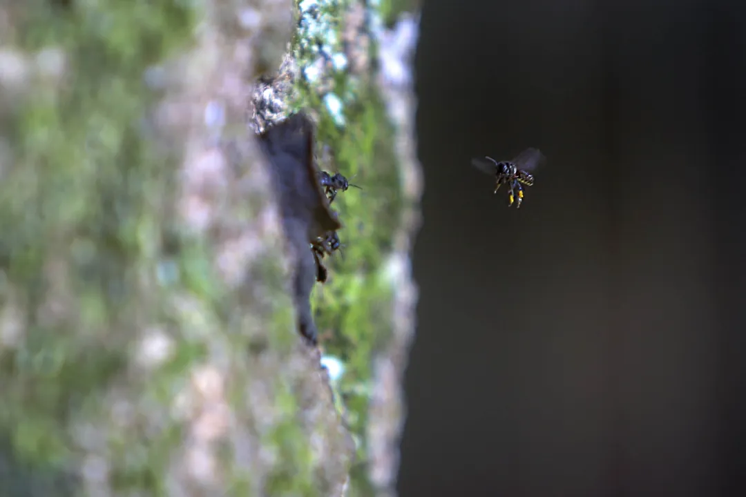 Pesquisadores da Unicentro e Unesp estudam 'efeitos de borda'