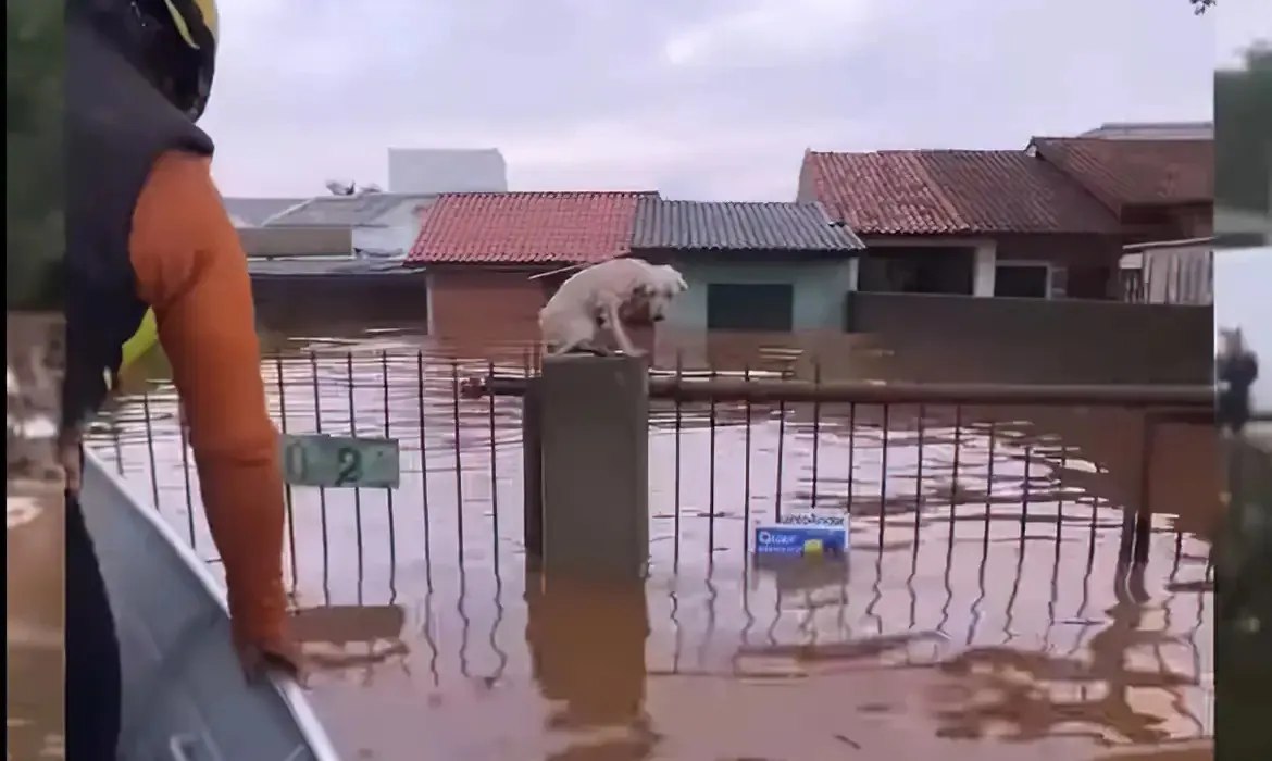 Prefeitura de Esteio cedeu um abrigo para os animais