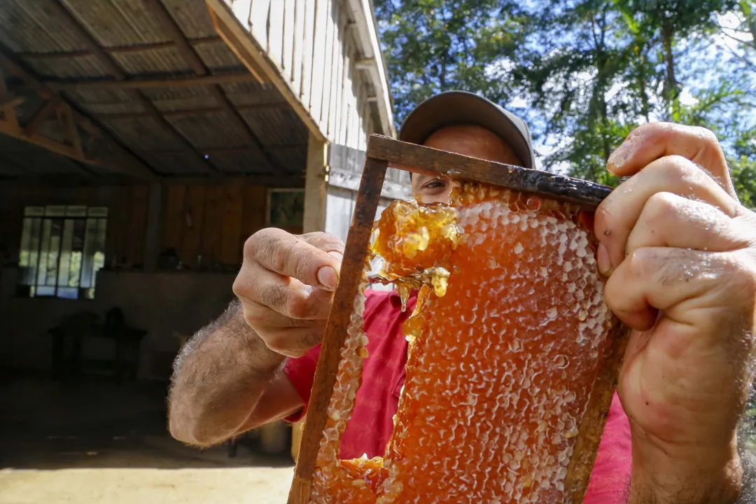 Segundo maior produtor nacional, Paraná se destaca pela qualidade do mel